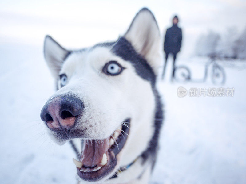 哈士奇雪橇狗特写，坦佩雷芬兰