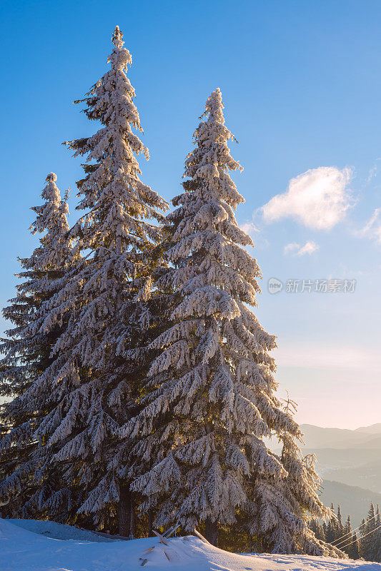 蓝色的天空衬托着覆盖着积雪的巨大冷杉树