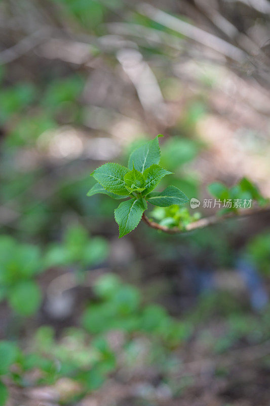 绿色植物