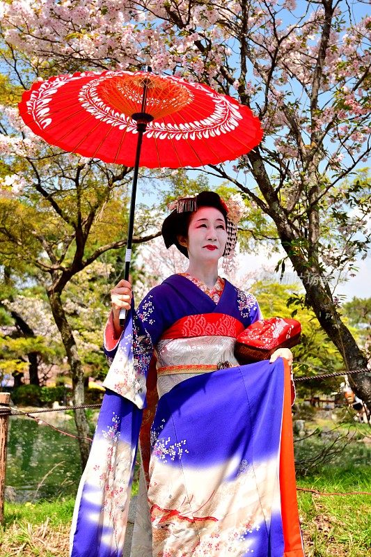 日本妇女在樱花下站在宫子的服装，京都