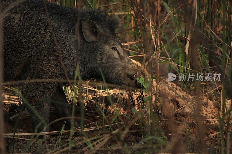 尼泊尔奇旺的野猪