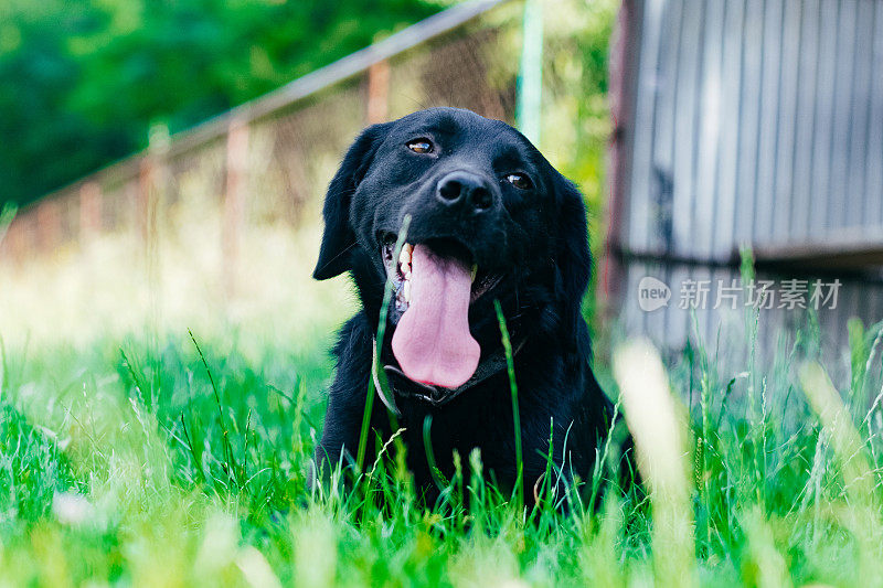 黑色的拉布拉多寻回犬