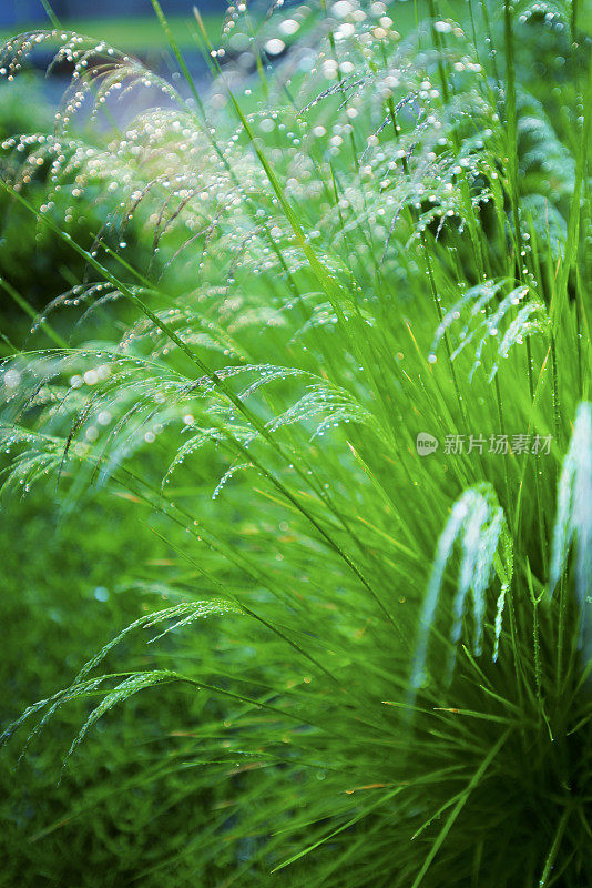 雨滴，水珠，草叶