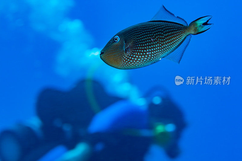 雌性镀金Triggerfish黄鱼，后面的潜水员，大岛，夏威夷