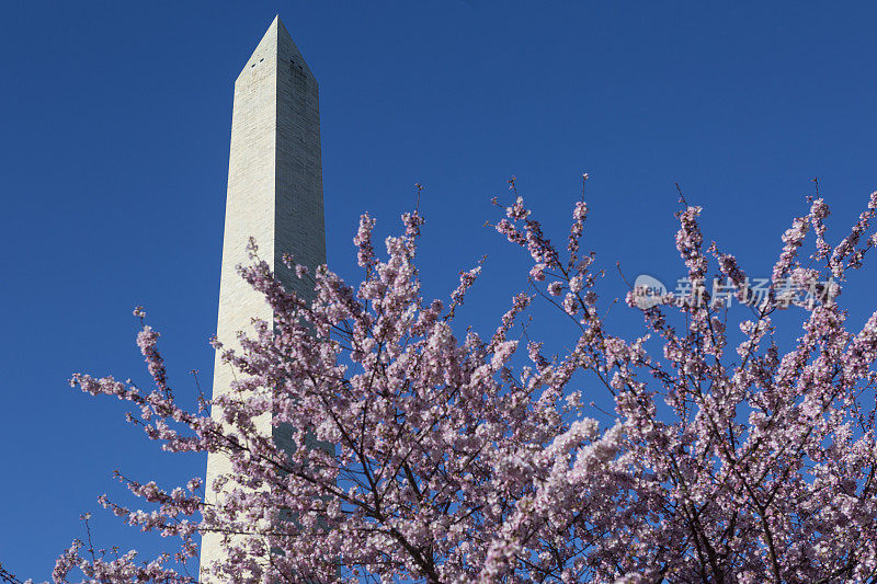 樱花和华盛顿纪念碑在樱花节期间