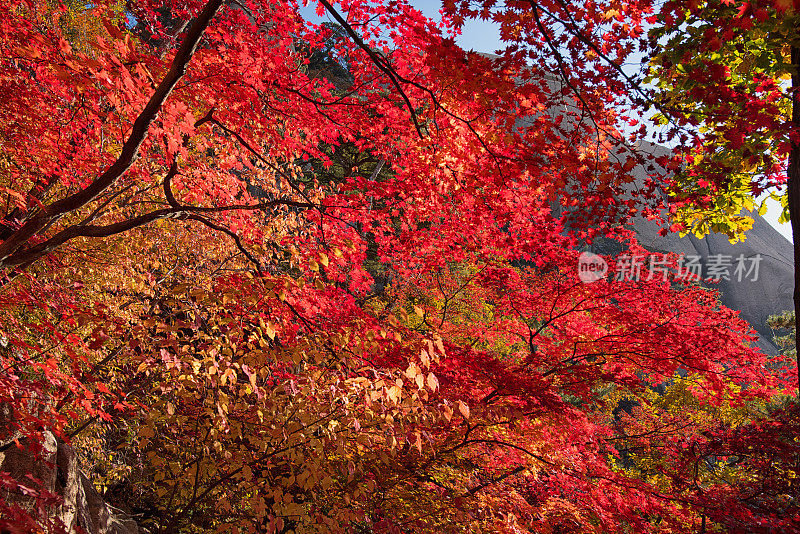韩国的秋叶