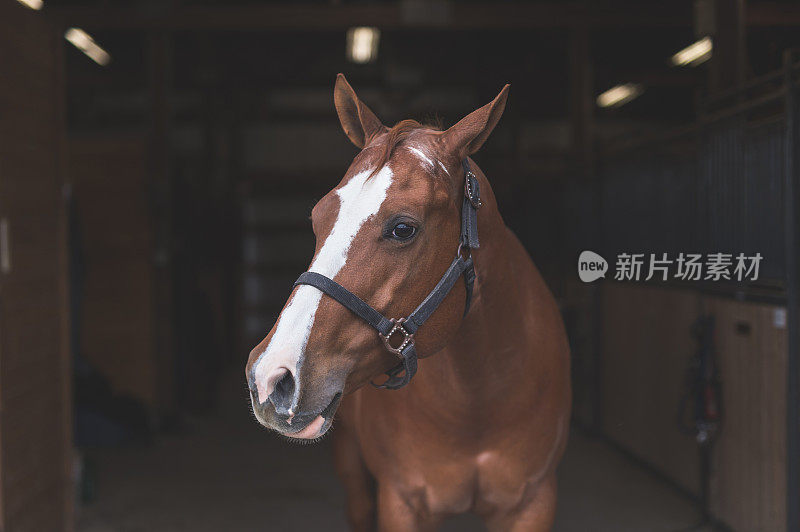 马的肖像