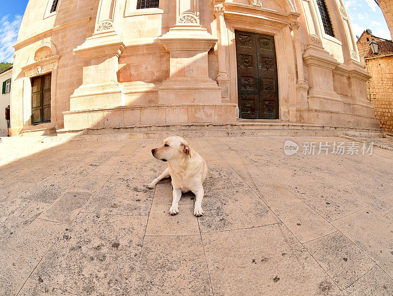 克罗地亚的拉布拉多寻回犬