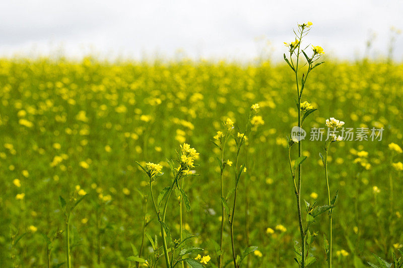 油菜的花