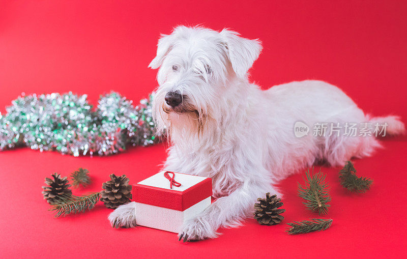 雪纳瑞犬圣诞节