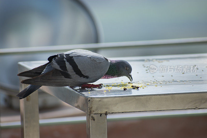 鸽子吃食物