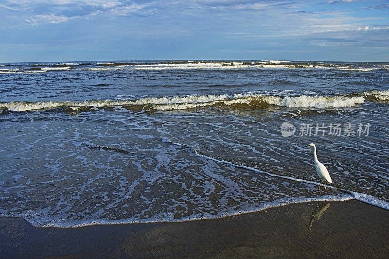 苍鹭海鸟站在海滩与波浪在戏剧性的黎明-南卡罗来纳，美国