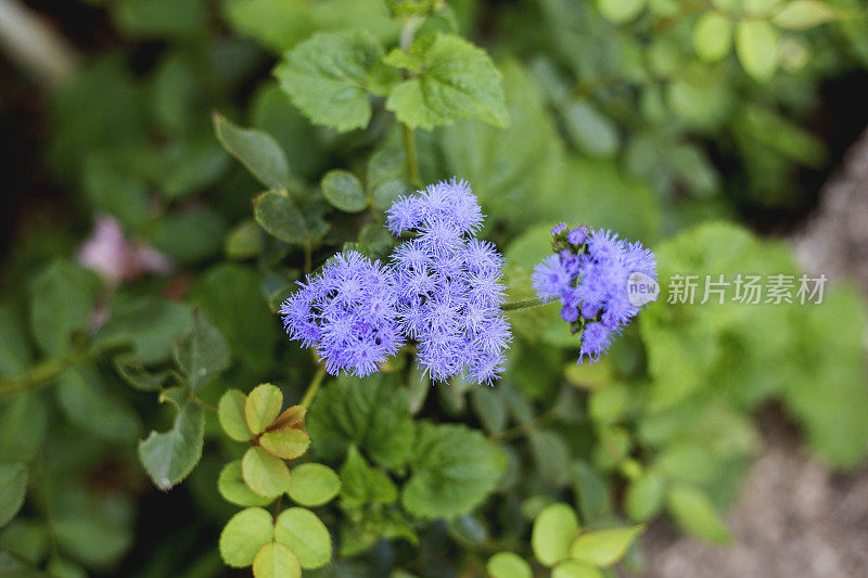 美丽的紫花在花园里