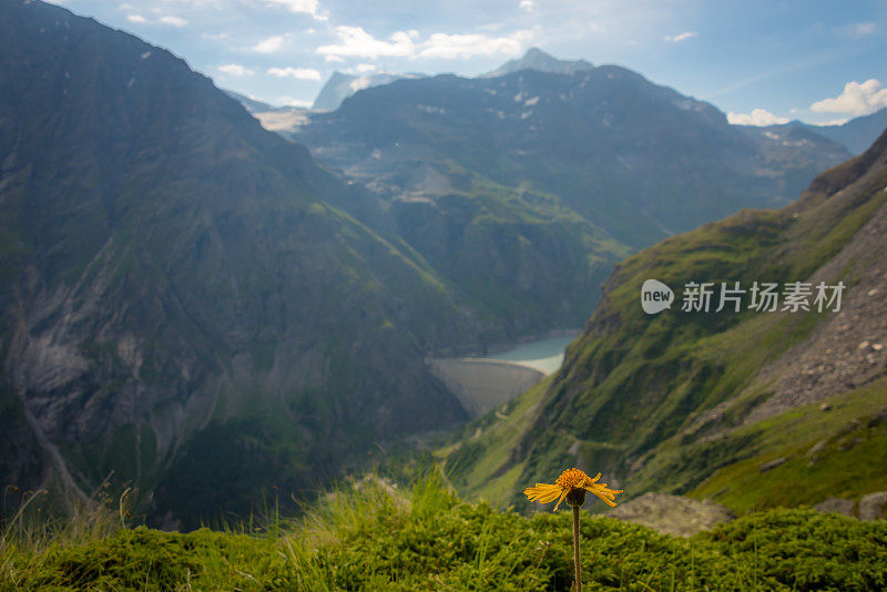 瑞士高山草甸上的黄花