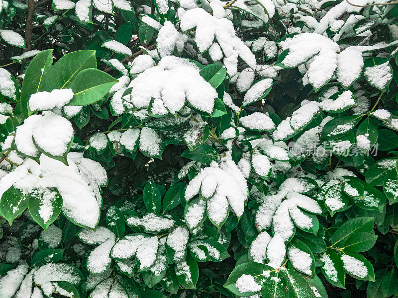 真正的圣诞树在下雪的一天