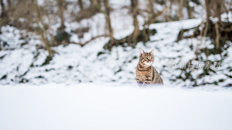 大自然中下雪天的小条纹猫。