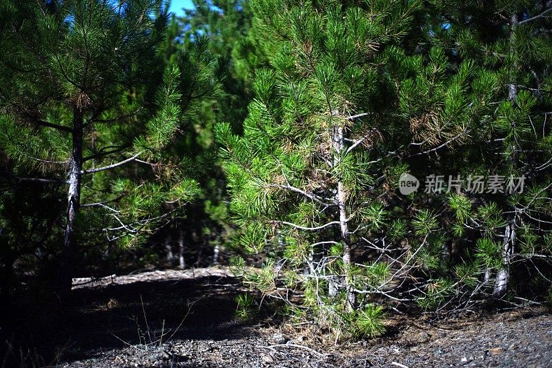 森林和树木细节