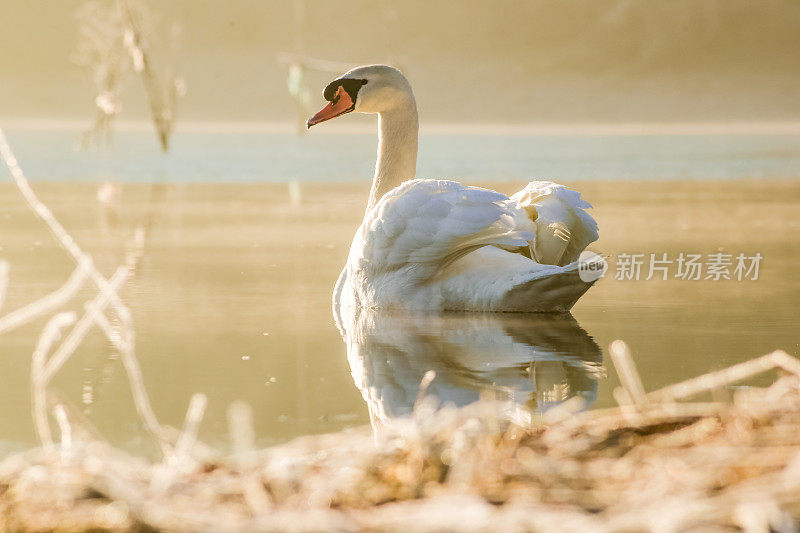 多瑙河的冬季风景——天鹅求爱。