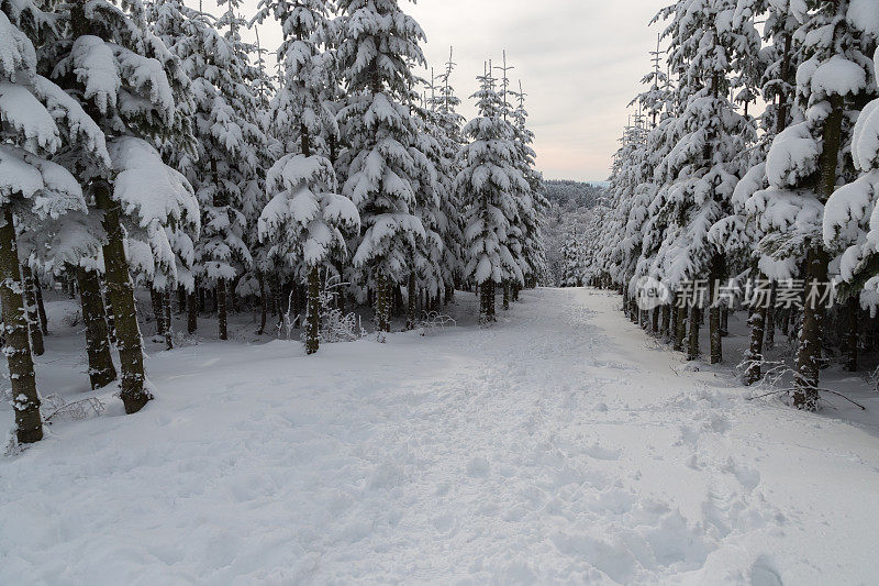 德国温特堡附近的雪树