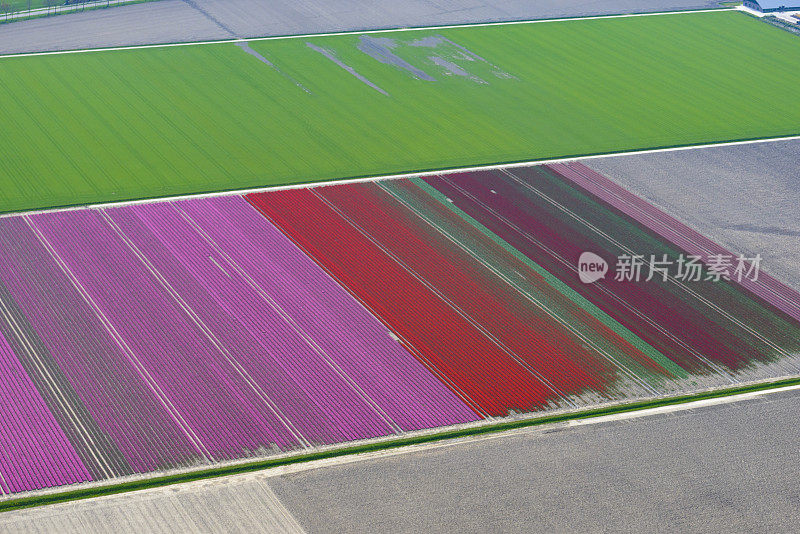 荷兰春季郁金香花海的鸟瞰图