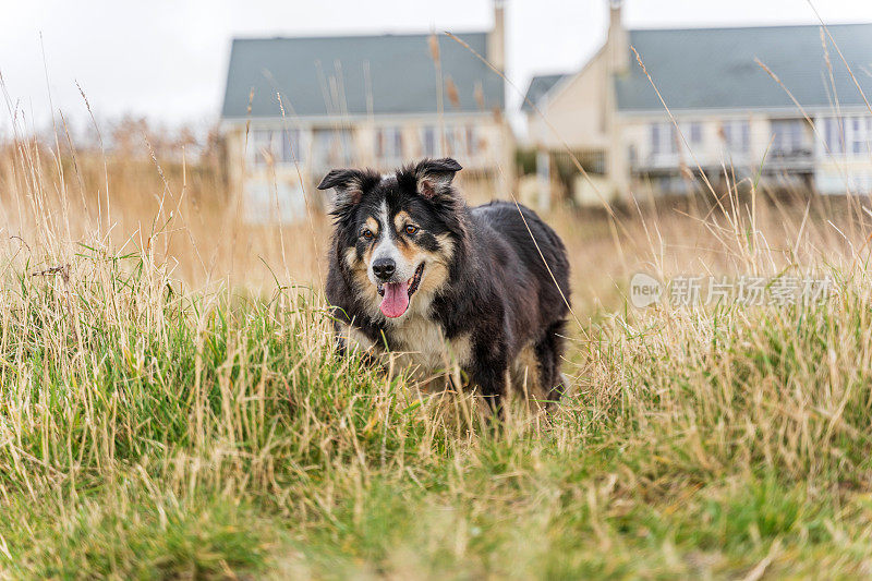 边境牧羊犬站在草地上