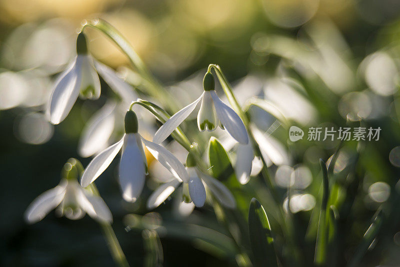 雪莲花(花兰)在春天，特写