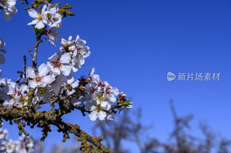 杏仁果园花的特写