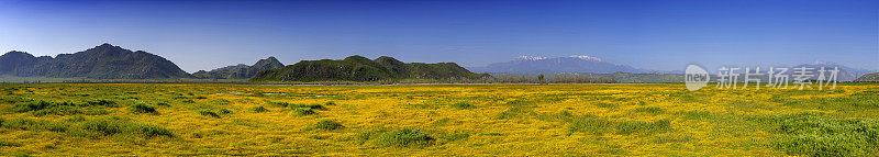 南加州野花-小雏菊和遥远的圣贝纳迪诺山全景