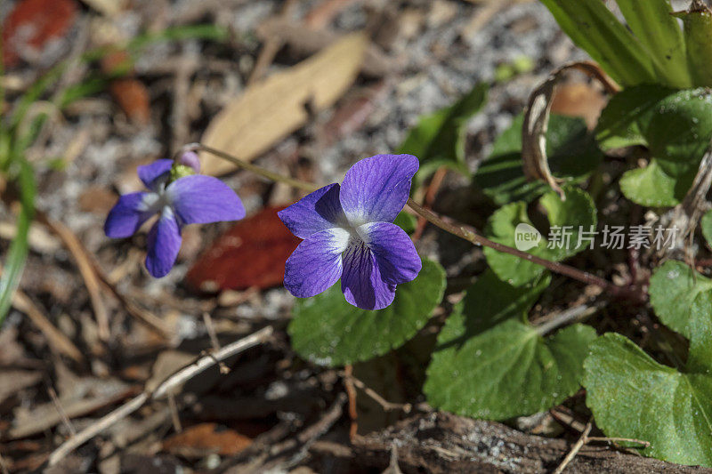 你知道这是春天，当娇嫩的蓝紫罗兰可以在林地地板上的落叶中找到