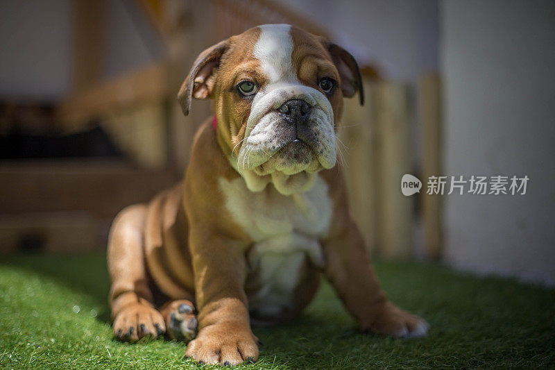 可爱的英国斗牛犬小狗