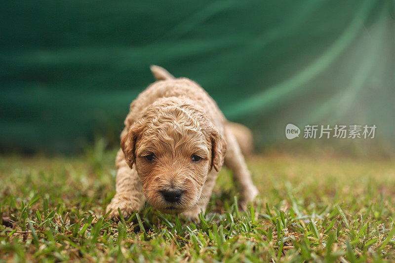 澳大利亚拉布拉多犬幼犬探索新环境