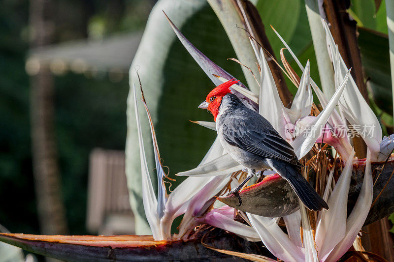 红冠红衣主教喝天堂鸟的水，考艾岛，夏威夷