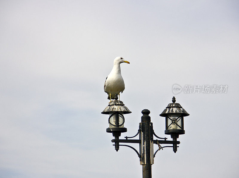 海鸥从伊斯坦布尔