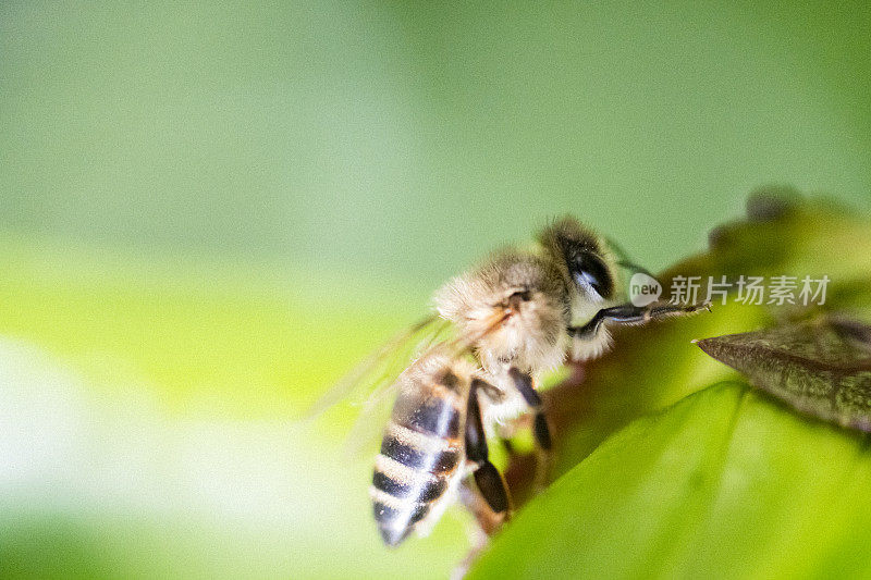 一只蜜蜂坐在一片绿叶上