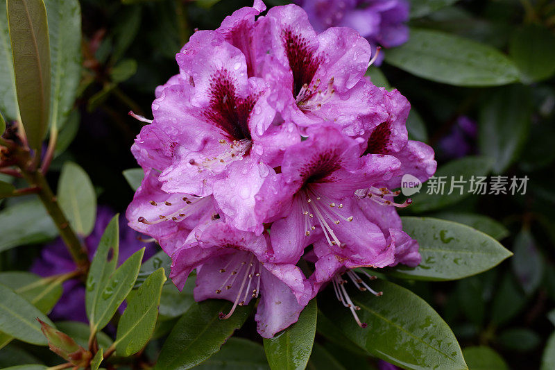 雨后的杜鹃花五彩缤纷