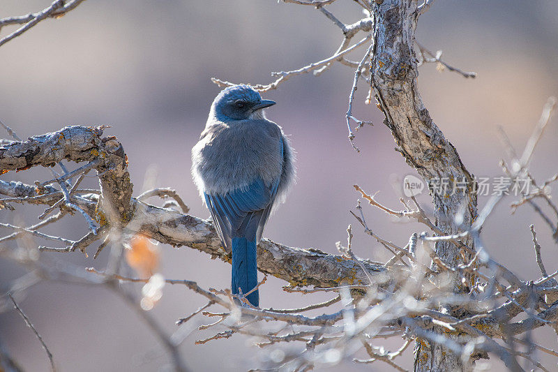 青鸟栖息在树上