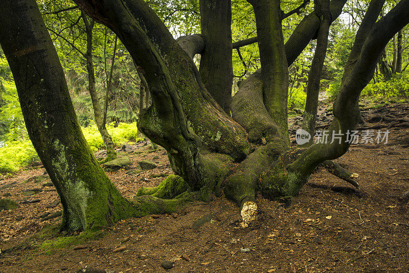 原生森林中的老树干