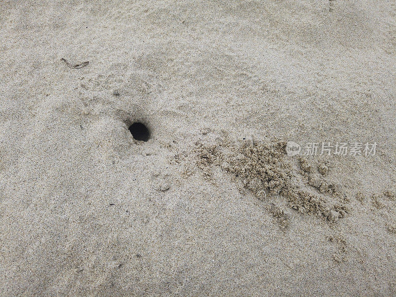沙上的蟹洞。螃蟹在沙滩上挖洞。