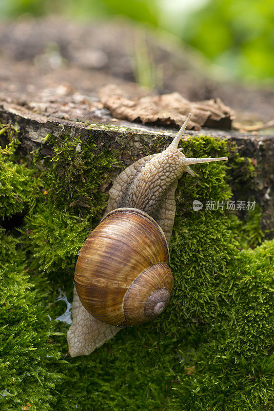 森林里，一只蜗牛爬在长满苔藓的树桩上。