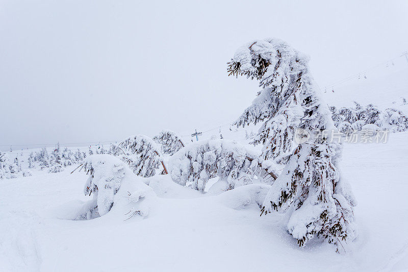 雪后冰雪覆盖的冷杉林和冬日灰蒙蒙的天空。喀尔巴阡山脉,乌克兰。