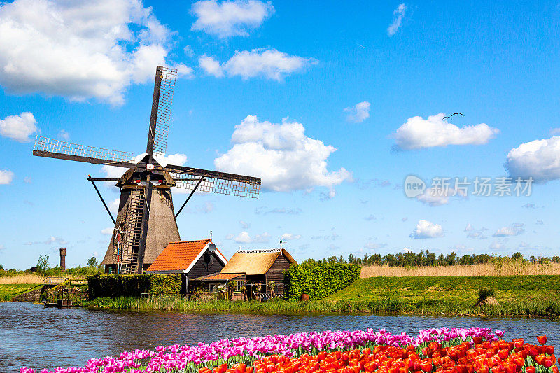 欧洲荷兰绚丽多彩的春景。著名的风车与郁金香花圃在荷兰。荷兰著名的旅游景点