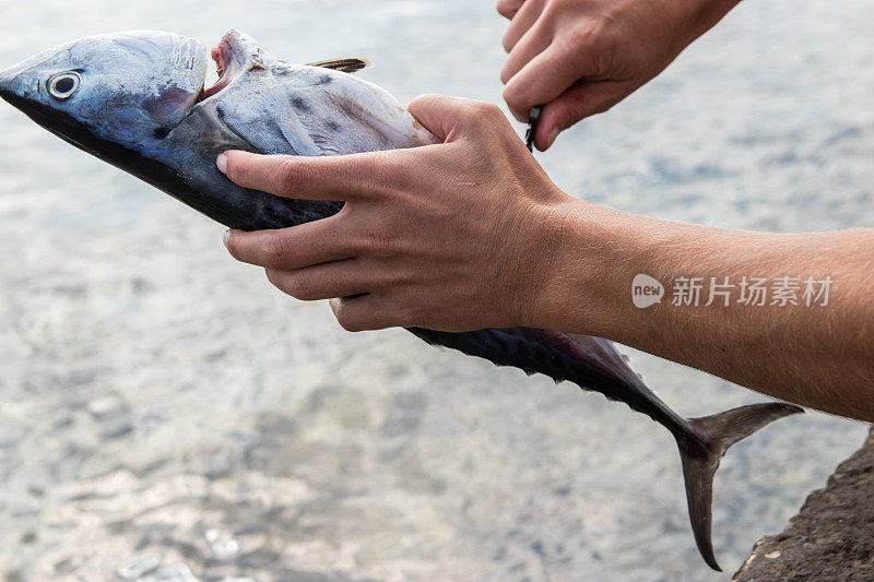 一个女人正在清洗刚抓到的鱼