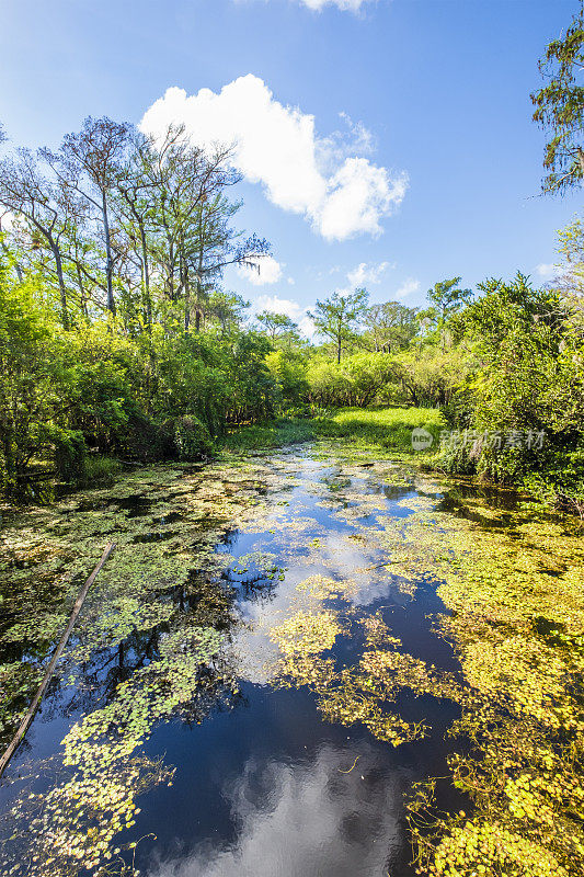 佛罗里达(美国)-大柏树国家保护区