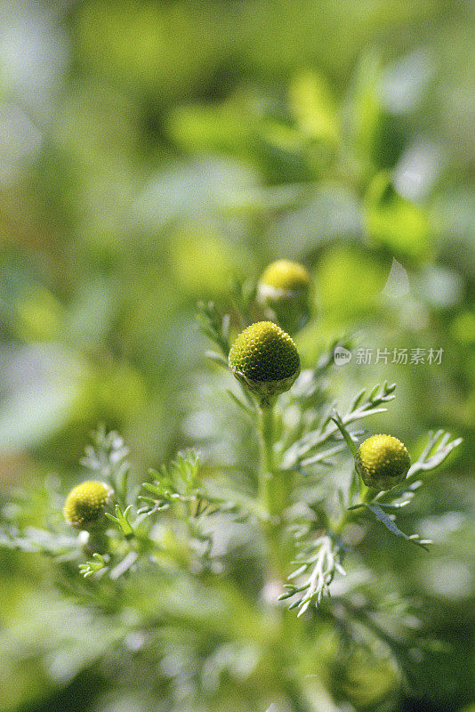 洋甘菊花卉