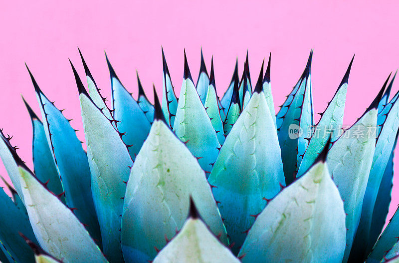蓝色龙舌兰(美国芦荟)植物;充满活力的粉色背景