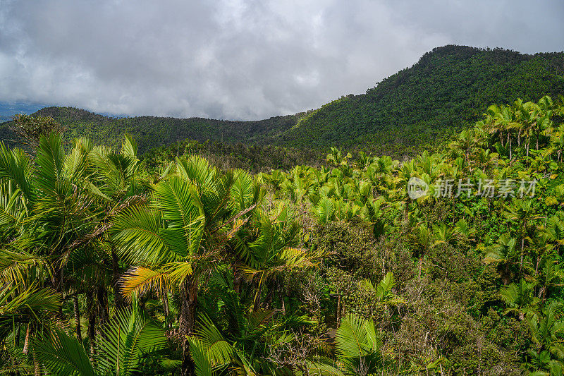 波多黎各云克国家森林的山峰