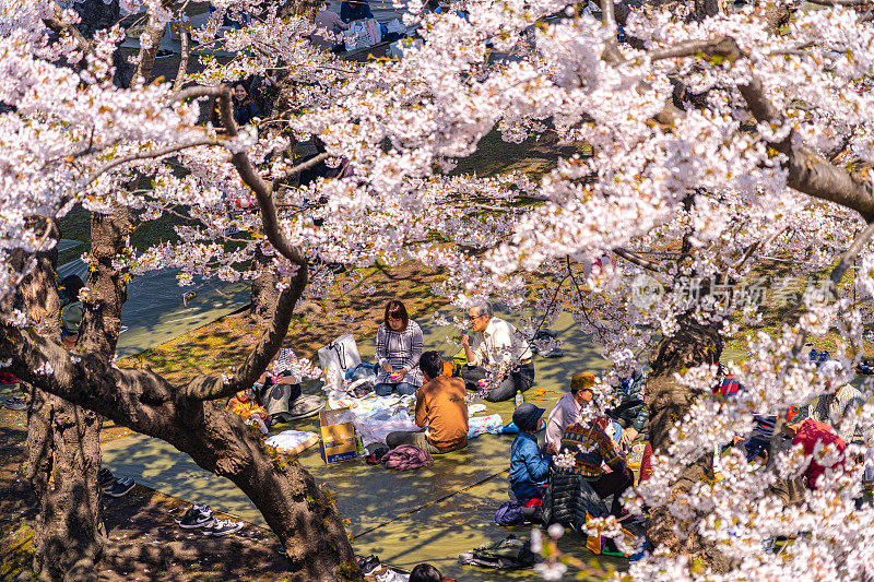 五月湖星堡公园在春天樱花盛开的季节，晴空万里，阳光灿烂