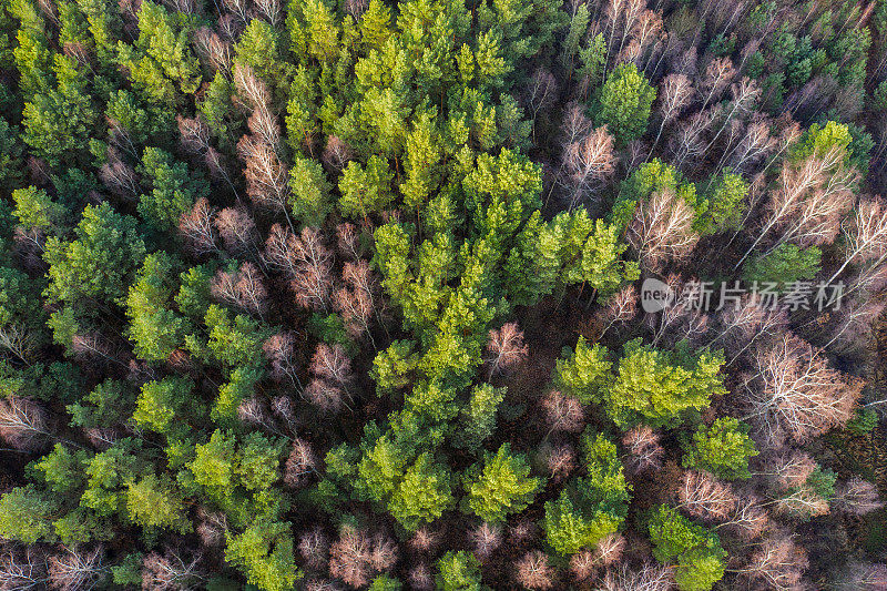 鸟瞰图的冬天森林没有雪