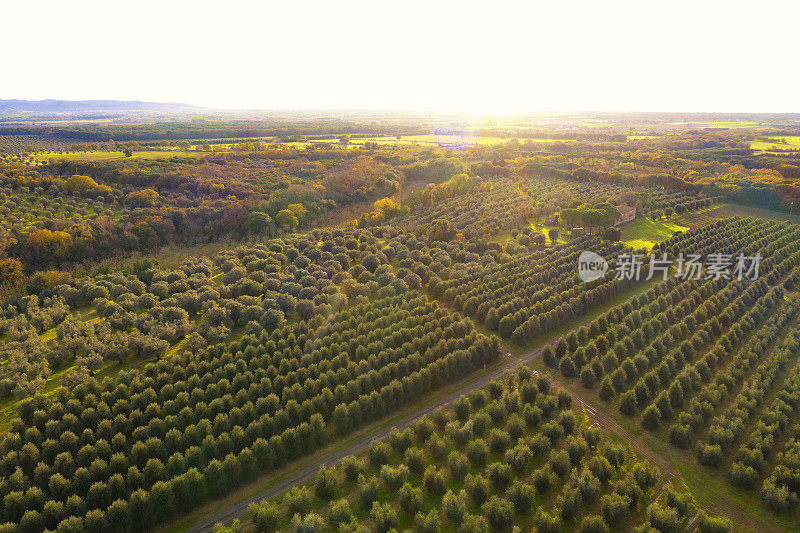 无人机鸟瞰橄榄树田，基安蒂地区，托斯卡纳，意大利