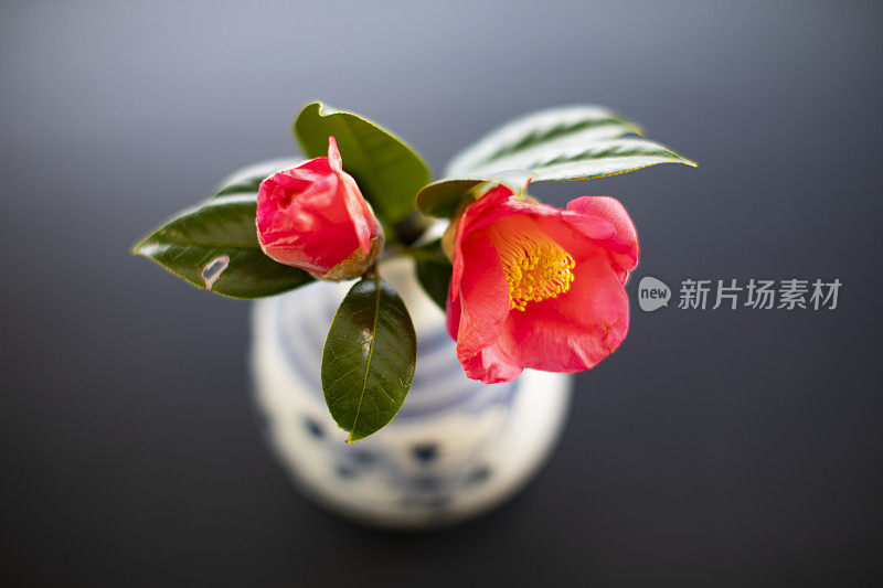 一朵绚烂的红花，昭示着春天的来临。茶花在庆祝节日和新年时展出。装饰在花瓶里。